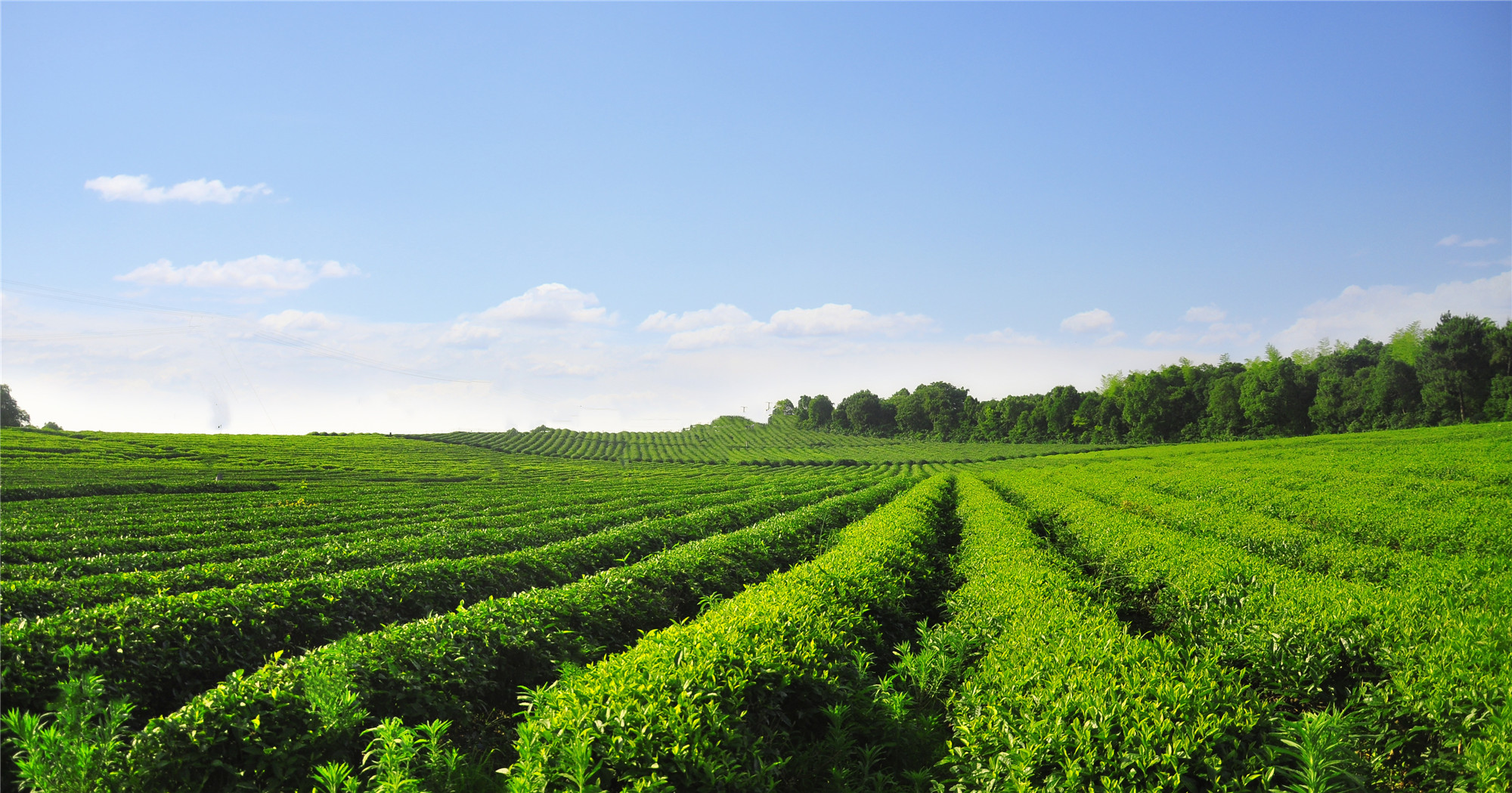 長沙云游茶業有限公司,湖南綠茶,紅茶價格,長沙毛尖批發,云游陶餈禮盒,云游茶業 長沙云游茶業有限公司,湖南綠茶,紅茶價格,長沙毛尖批發,云游陶餈禮盒,云游茶業